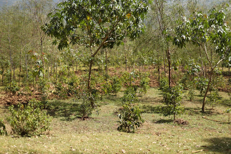Coffee trees growing under shade on Darara Farm in Sidama, Ethiopia