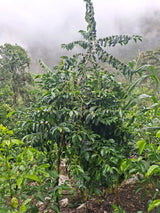 Gesha coffee tree growing against the dramatic misty, mountainous scenery of Cajamarca Peru