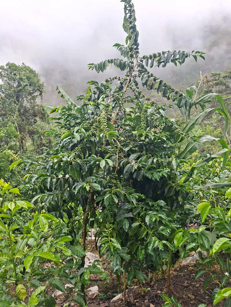 Gesha coffee tree growing against the dramatic misty, mountainous scenery of Cajamarca Peru