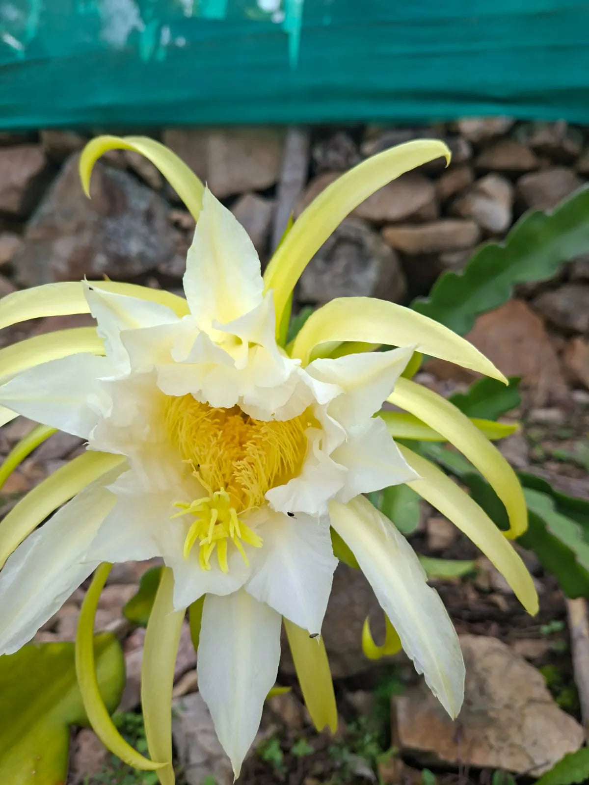 Beautiful flower growing in the garden at Demostenes Tantalean's coffee farm in Peru