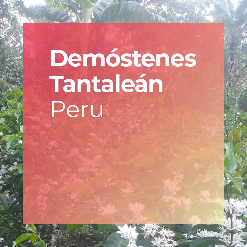 Product thumbnail image for Demostenes Tantalean Anoxic Washed Gesha coffee