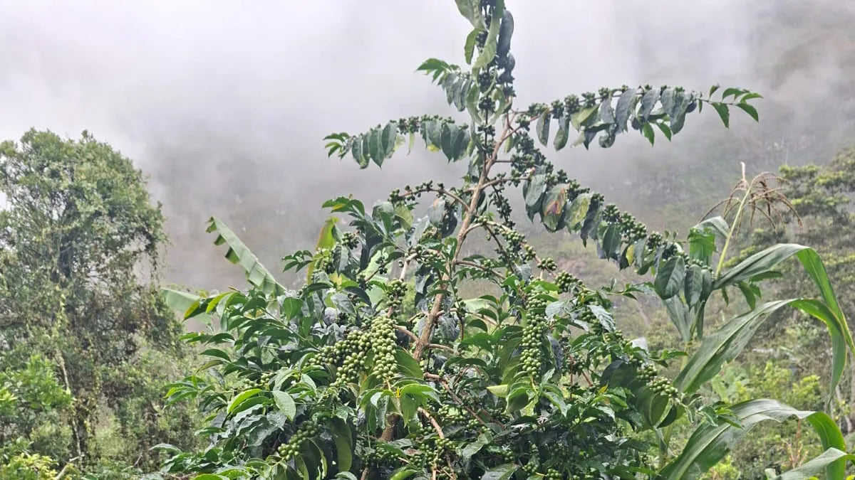 Gesha coffee tree growing against the dramatic misty, mountainous scenery of Cajamarca Peru