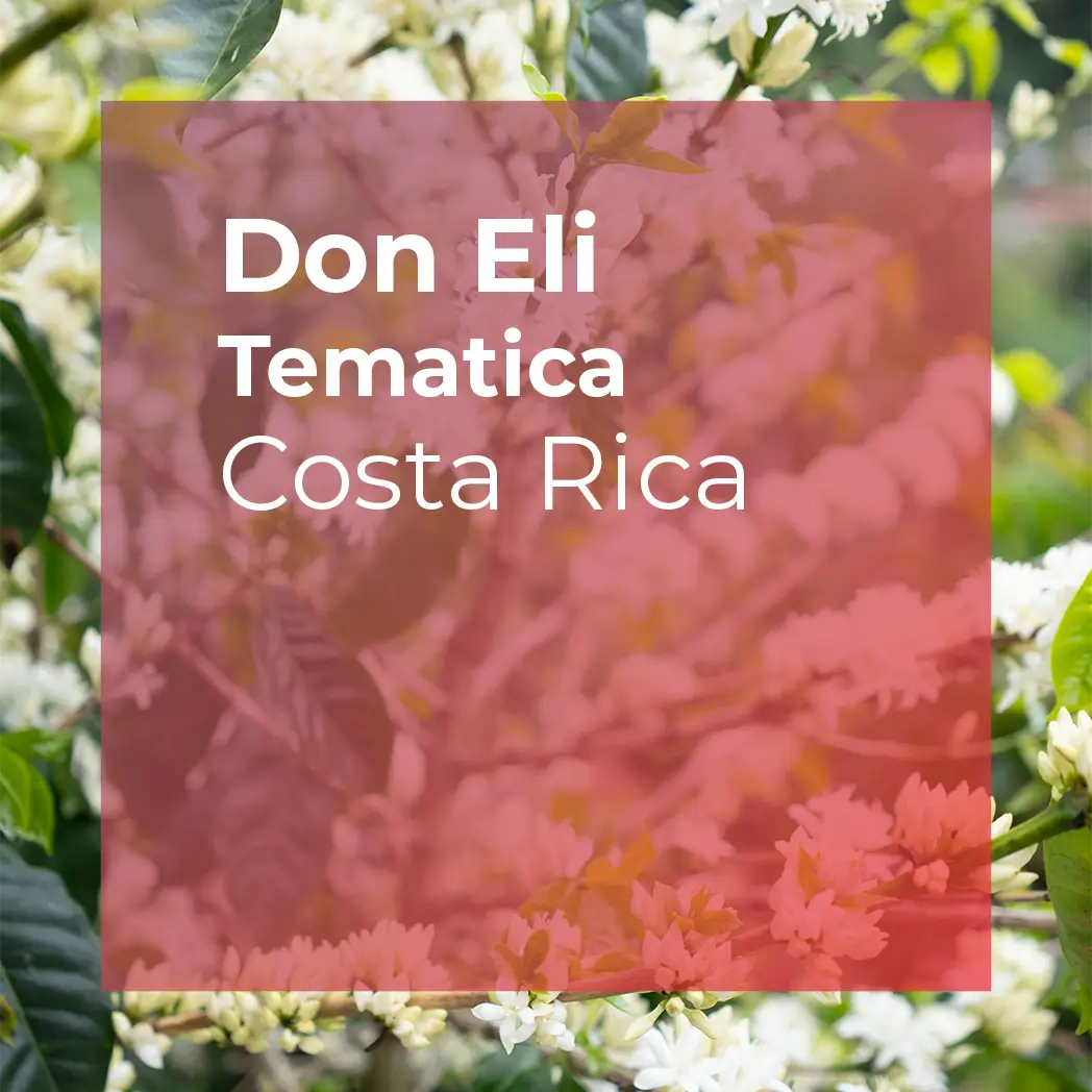 DON ELI, Tematica Milenio Honey