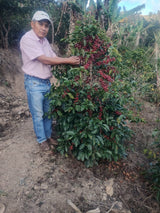 Elzer Garcia with one of his very healthy coffee trees, full of ripe red cherries