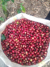 Ripe red coffee cherries fresh from harvest