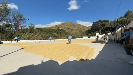 Freshly washed coffee being raked on the drying patios at Finca San Miguel Urias in Guatemala