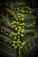 Beautiful green coffee cherries slowly ripening on La Lacuma farm, Peru