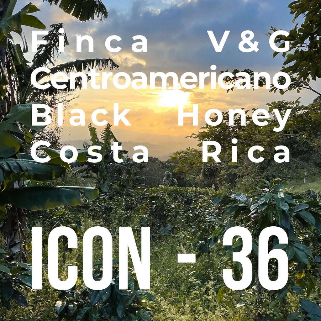 ICON 36 – Centroamericano, Black Honey