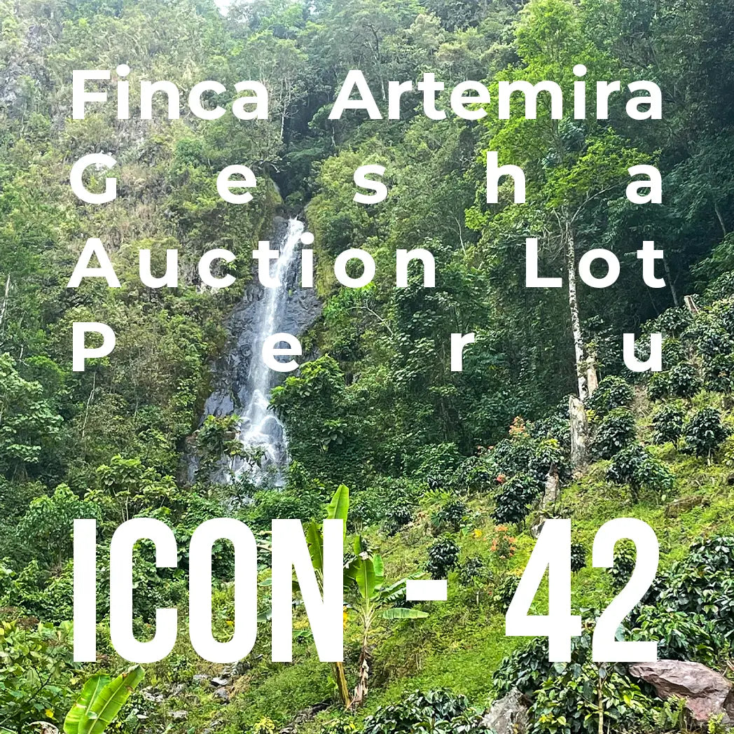 ICON Series Subscription - BRAND AMBASSADOR