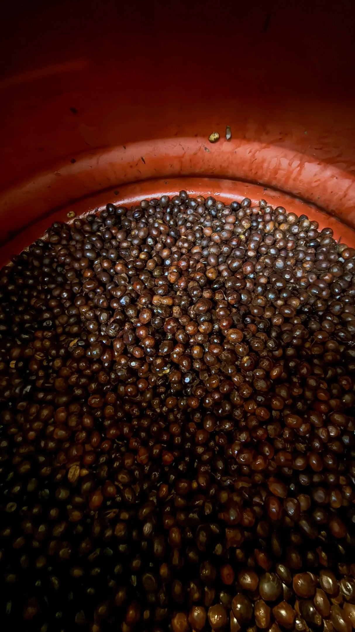 ICON 61 - La Senda, Gesha Con Mosto