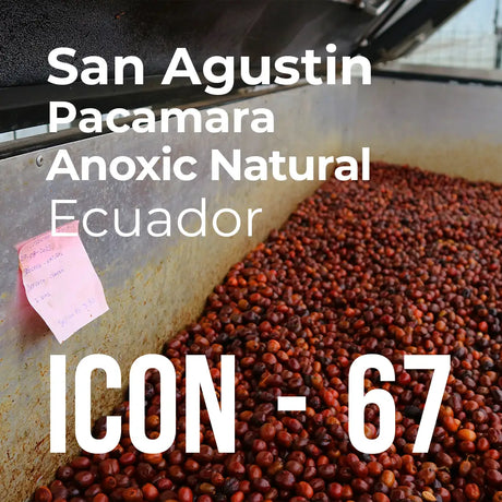 Thumbnail image for ICON 67, San Agustin Pacamara Anoxic Natural