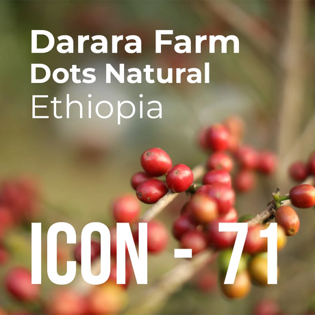 Thumbnail image for ICON 71 Limited Release Coffee - Dots Natural from Darara Farm, Ethiopia