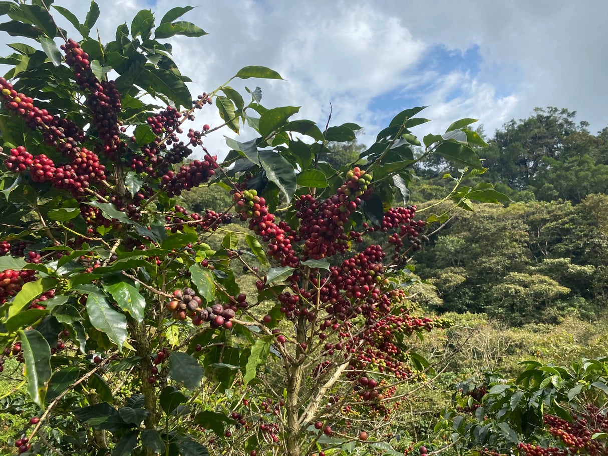 EL VERGEL “CONDOR” Decaf