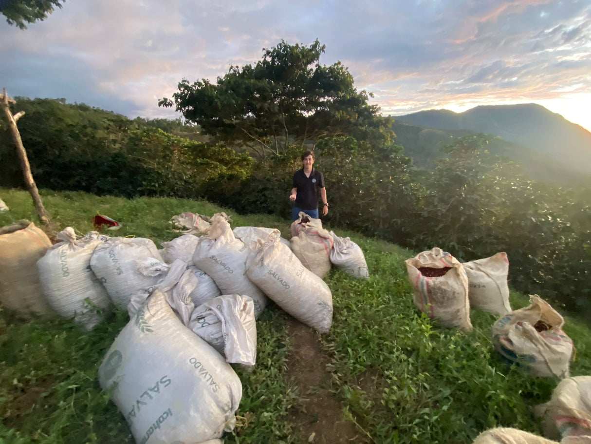EL VERGEL “CONDOR” Decaf
