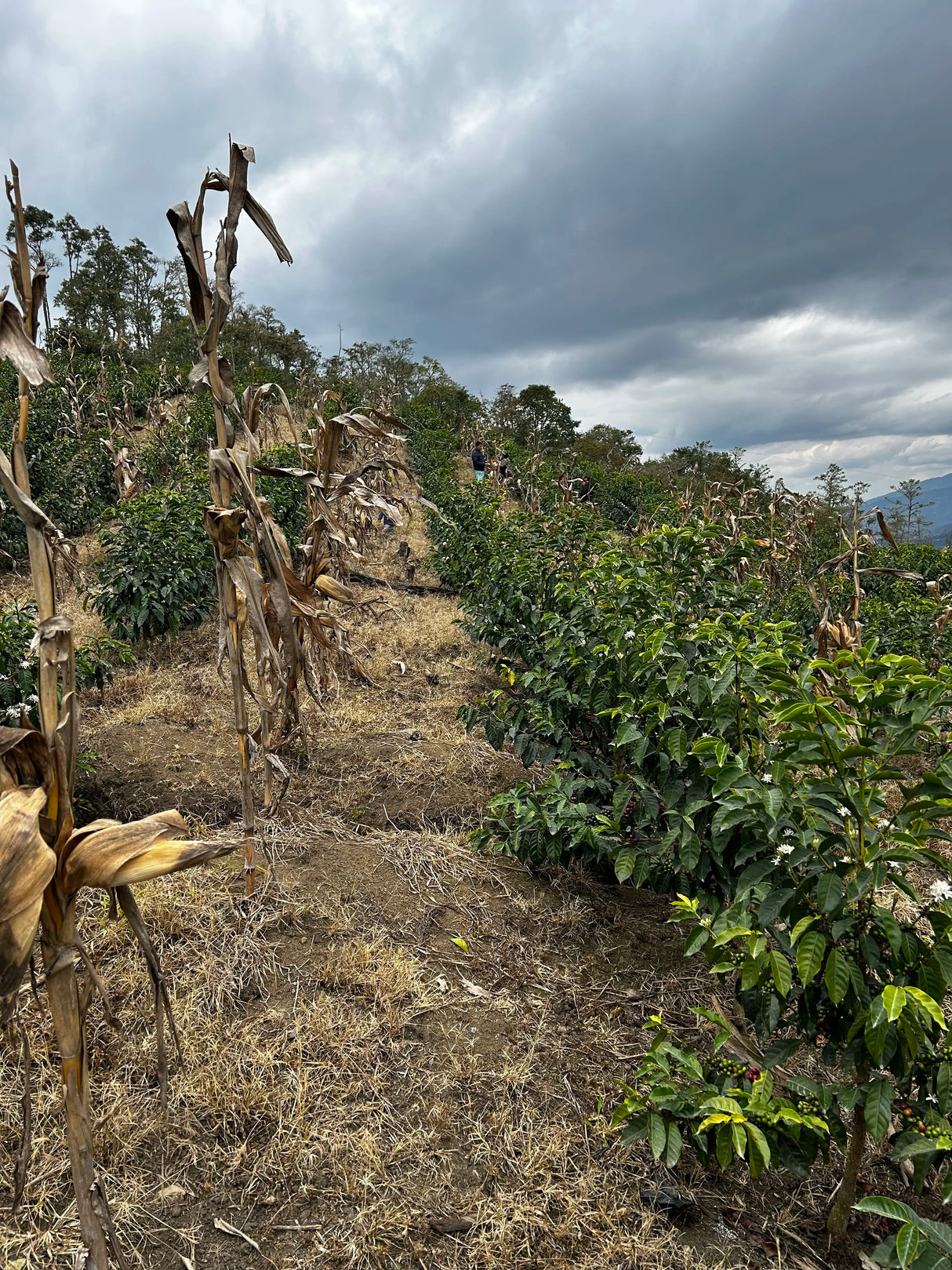 Joel Marin's El Cruce coffee farm in Peru