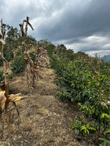 Joel Marin's El Cruce coffee farm in Peru