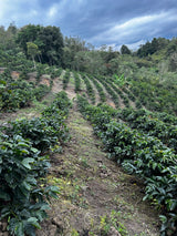 Joel Marin's El Cruce coffee farm in Peru