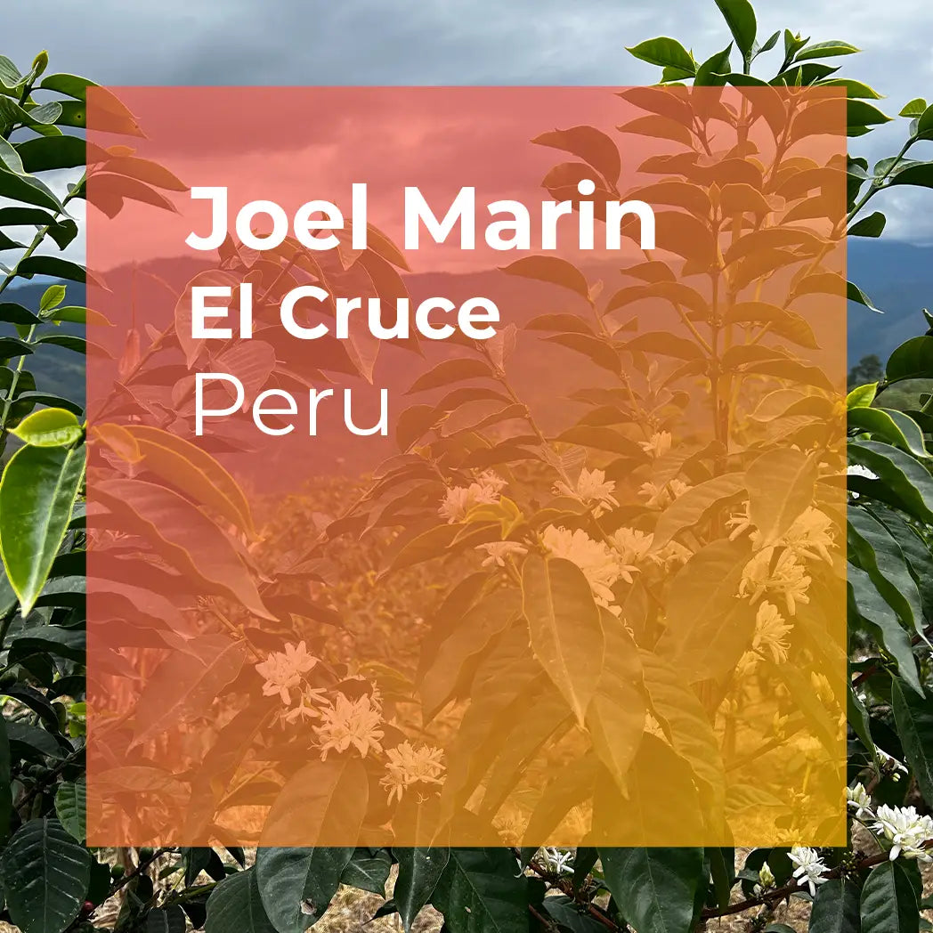 Photo of JOEL MARIN, El Cruce Anoxic Natural Gesha