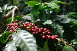 KRISHNAGIRI ESTATE, Honey Sun-dried