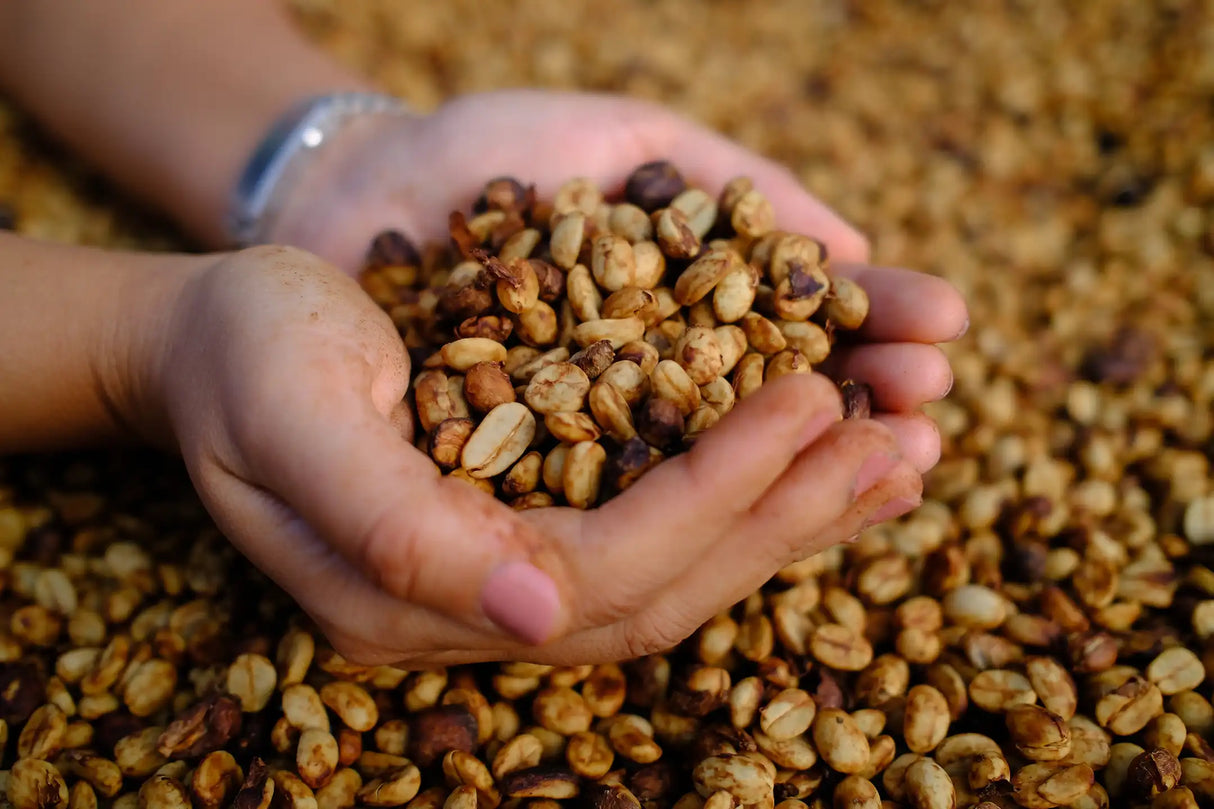 KRISHNAGIRI ESTATE, Honey Sun-dried