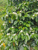 ICON 59 - La Fortuna, Gesha Honey