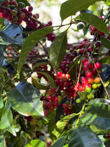 ICON 59 - La Fortuna, Gesha Honey