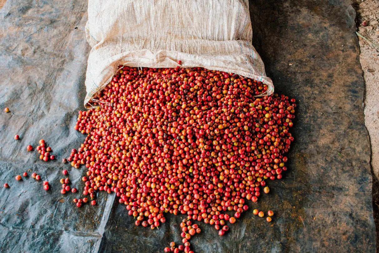 MAHIGA AA, Fully Washed