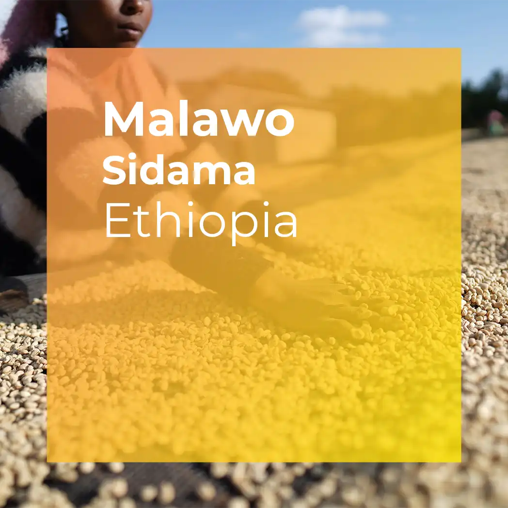 MALAWO, Sidama Washed