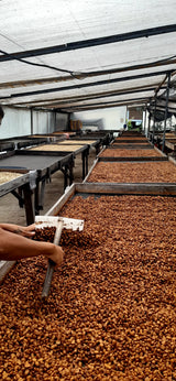 Honey processed coffee being stirred on Finca Maputo, Ecuador
