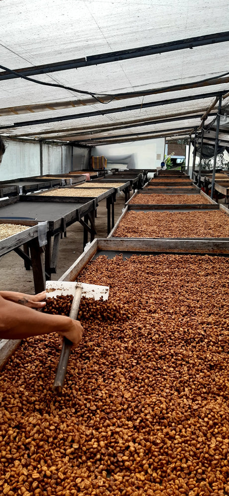 Honey processed coffee being stirred on Finca Maputo, Ecuador