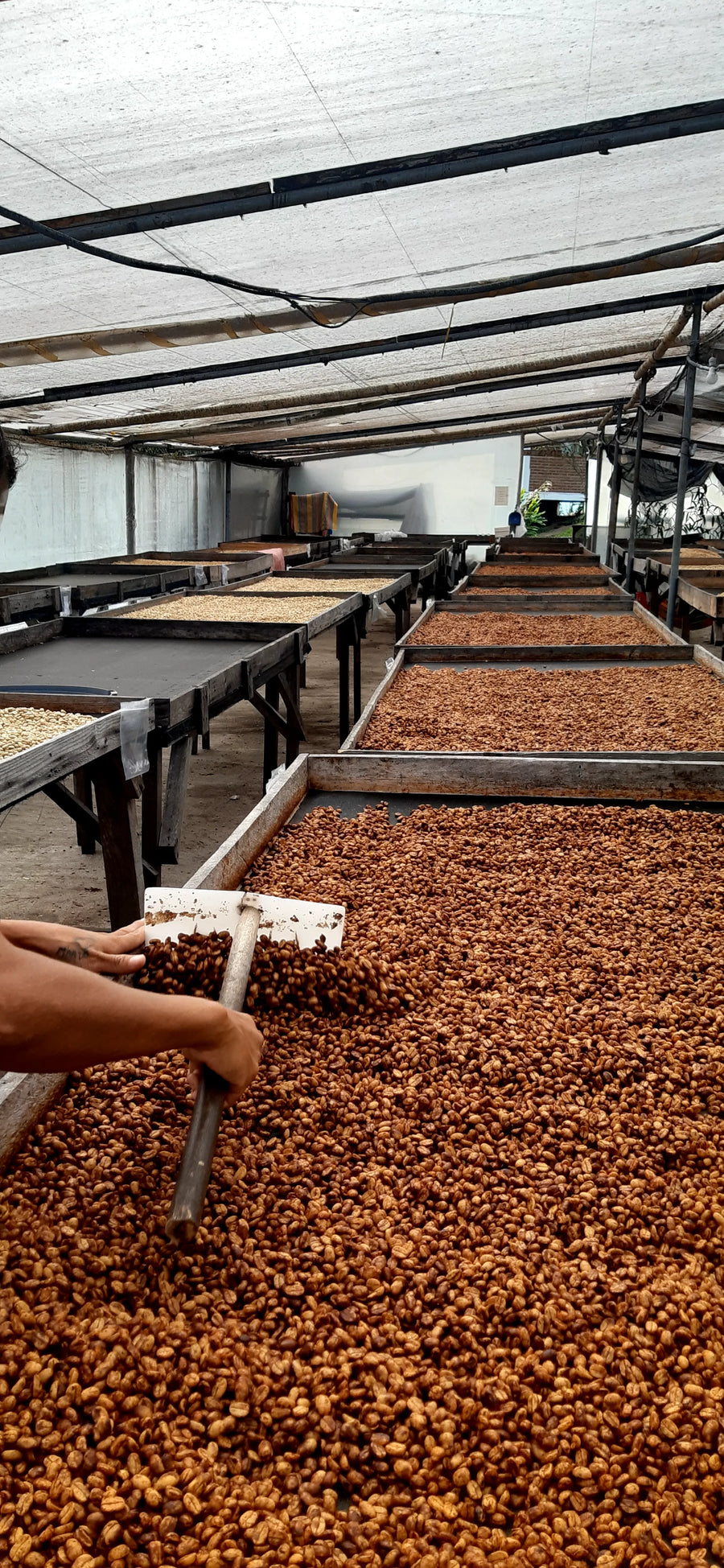 Honey-processed coffee drying on raised beds, the seeds still coated in sticky golden mucilage at Finca Maputo, Ecuador