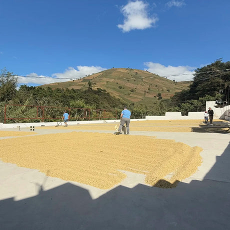 FERMENTATION PROJECT: James Hoffman x Lucia Solis