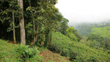 Rolling green hills with coffee trees at San Agustin Estate, Ecuador