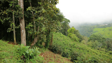Rolling green hills with coffee trees at San Agustin Estate, Ecuador