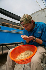 Alfonso Villagomez examining his parchment coffee at San Agustin Estate, Ecuador