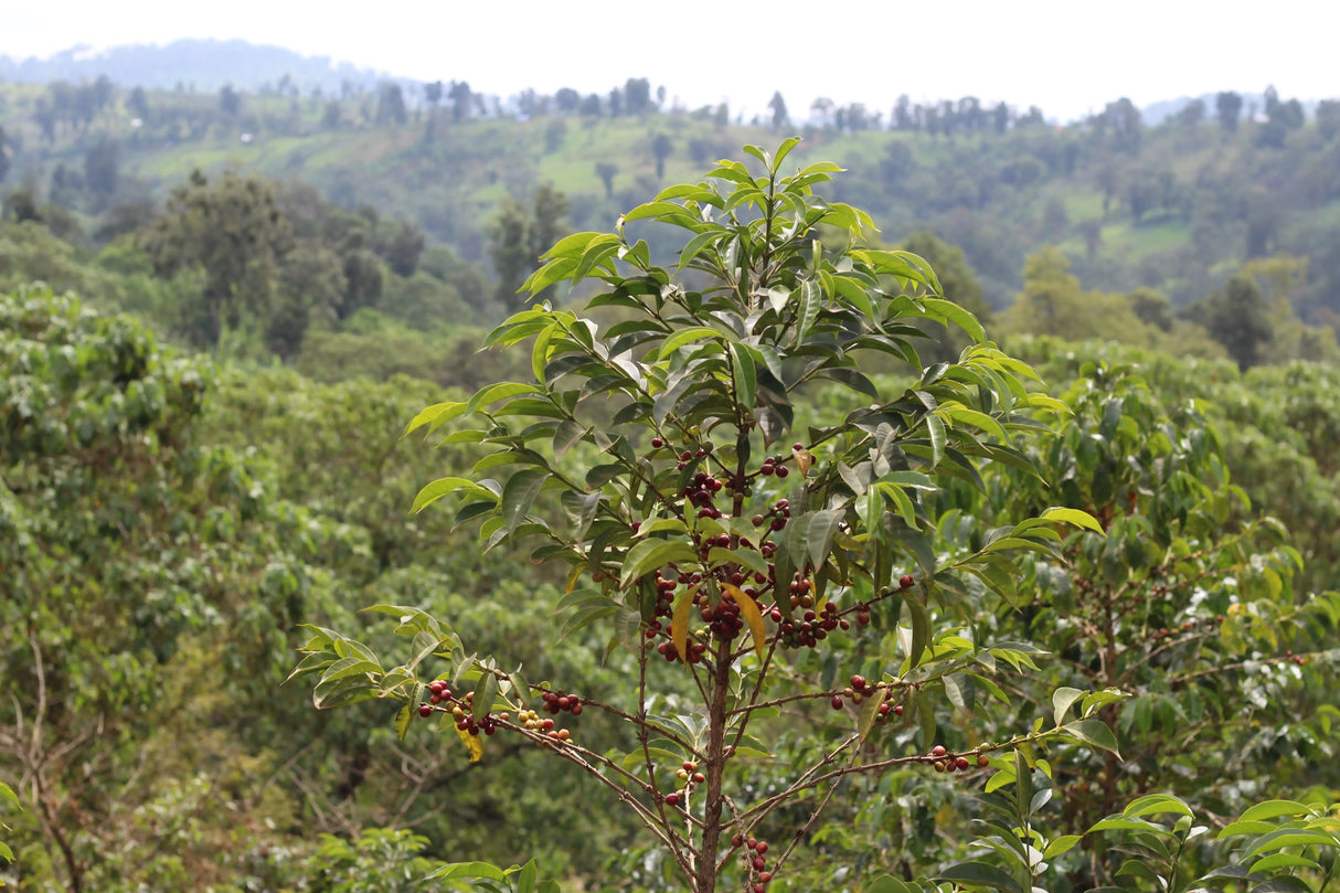 FLOW STATE Espresso
