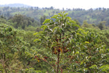 FLOW STATE Espresso