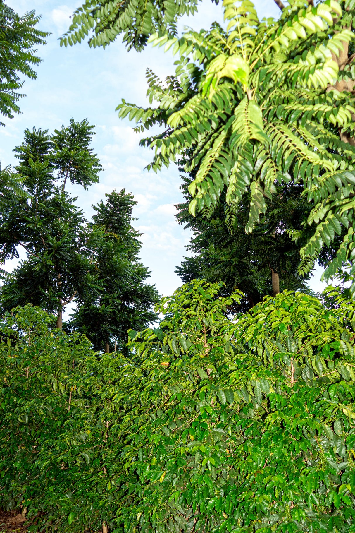 MIÓ, Sonesu Yeast Fermentation