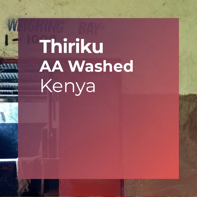 Photo of THIRIKU, AA Washed