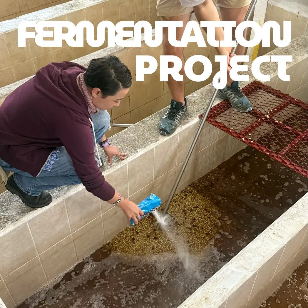 FERMENTATION PROJECT: James Hoffman x Lucia Solis