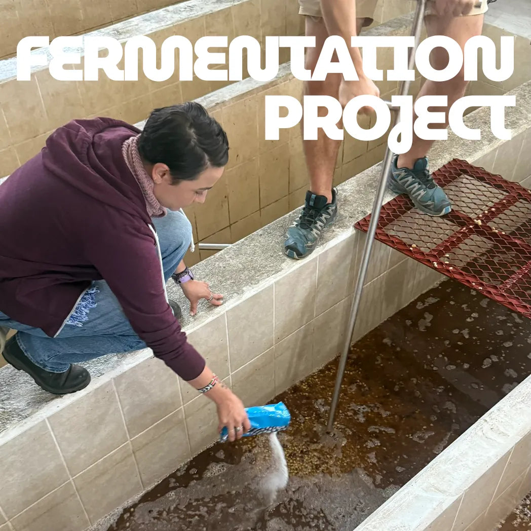 FERMENTATION PROJECT: James Hoffmann x Lucia Solis