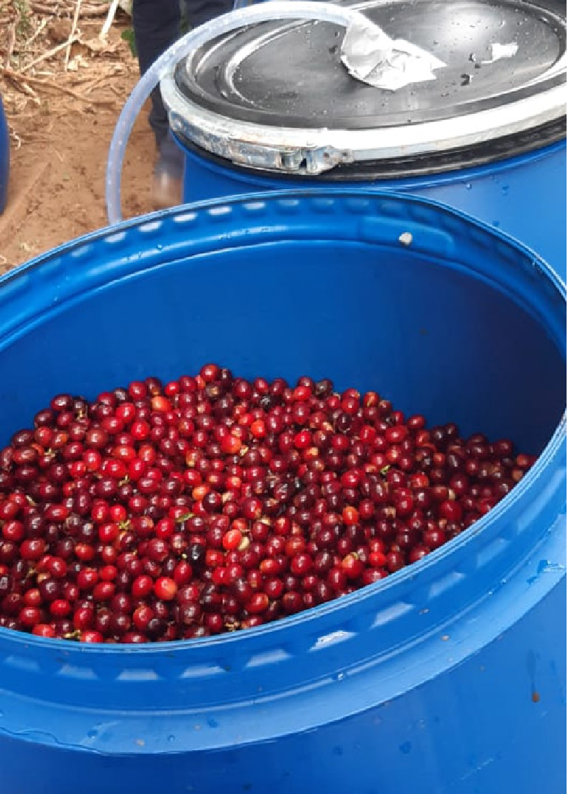 Sealed fermentation tanks used for anoxic coffee processing at El Rubí, Huila Colombia