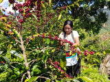 Yulisa picking ripe coffee cherries on her farm in Cajamarca