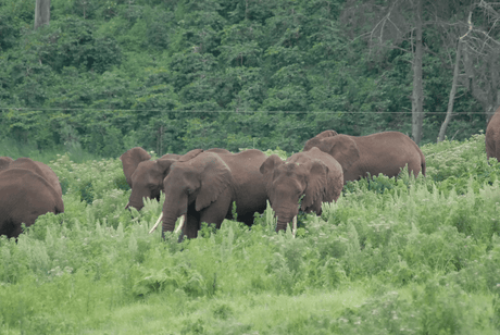 Elephants visiting the fields of Acacia Hills Coffee Estate, Tanzania
