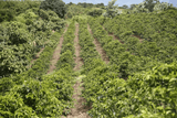 Lines of lush green coffee trees on Acacia Hills Coffee Estate, Tanzania