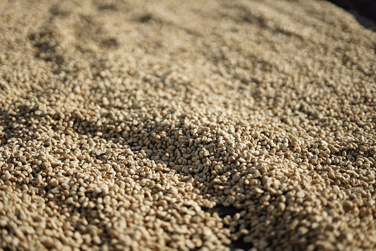 Washed coffee parchment drying on raised beds in Sidama, Ethiopia