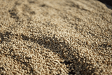Washed coffee parchment drying on raised beds in Sidama, Ethiopia