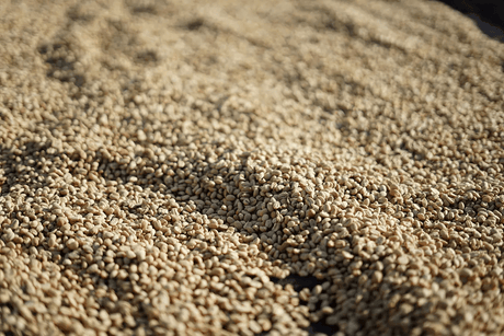Washed coffee parchment drying on raised beds in Sidama, Ethiopia